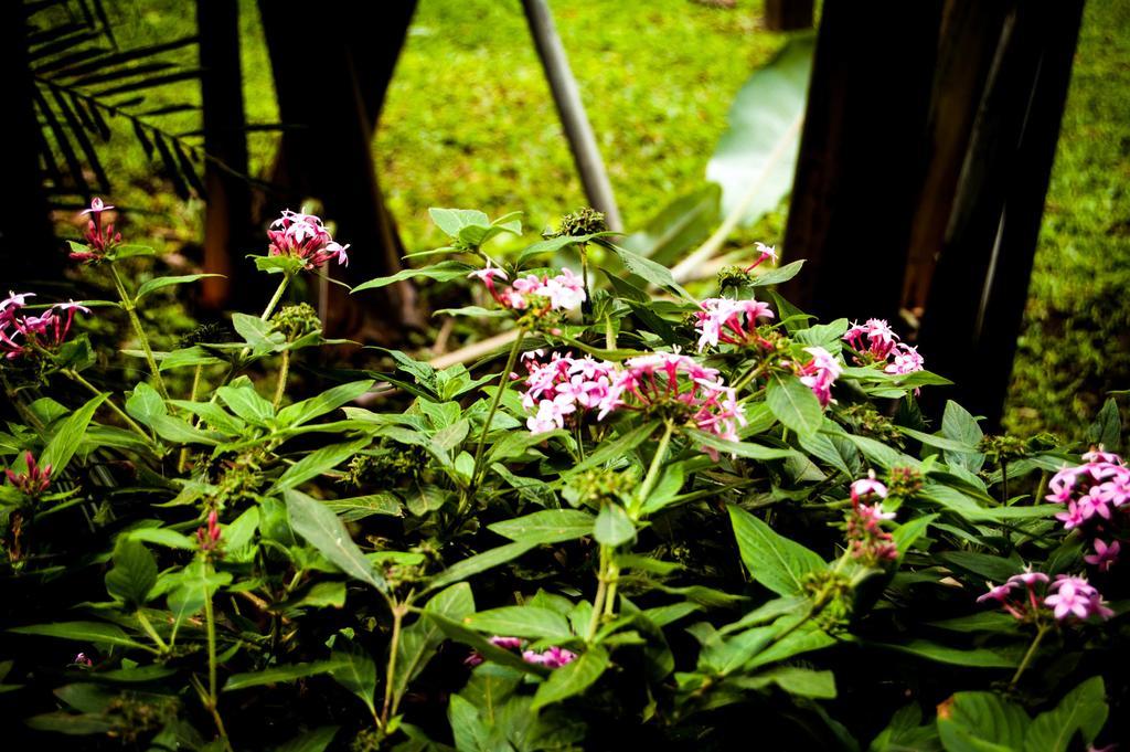 Hotel Cipreses Monteverde Kültér fotó