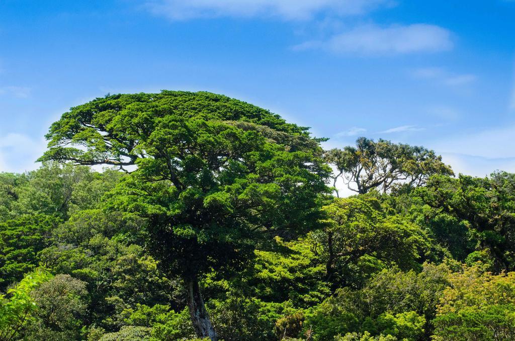 Hotel Cipreses Monteverde Kültér fotó