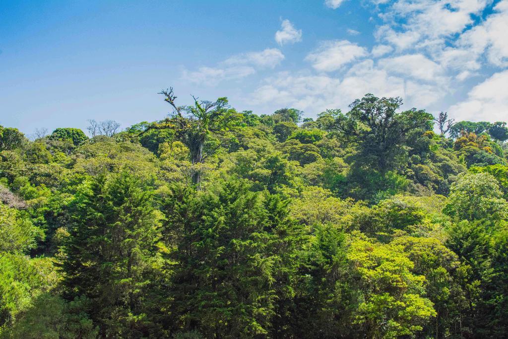 Hotel Cipreses Monteverde Kültér fotó